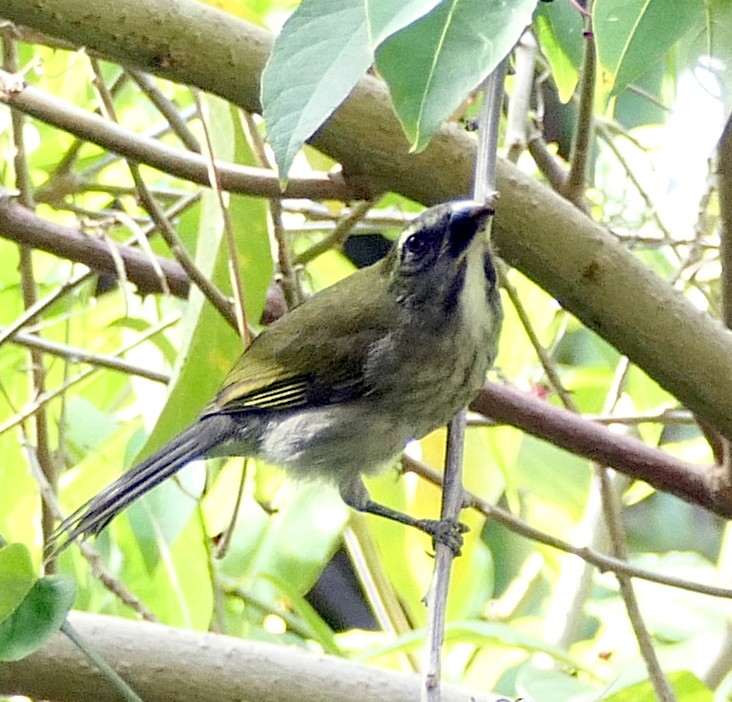 Lesser Antillean Saltator - ML618028450