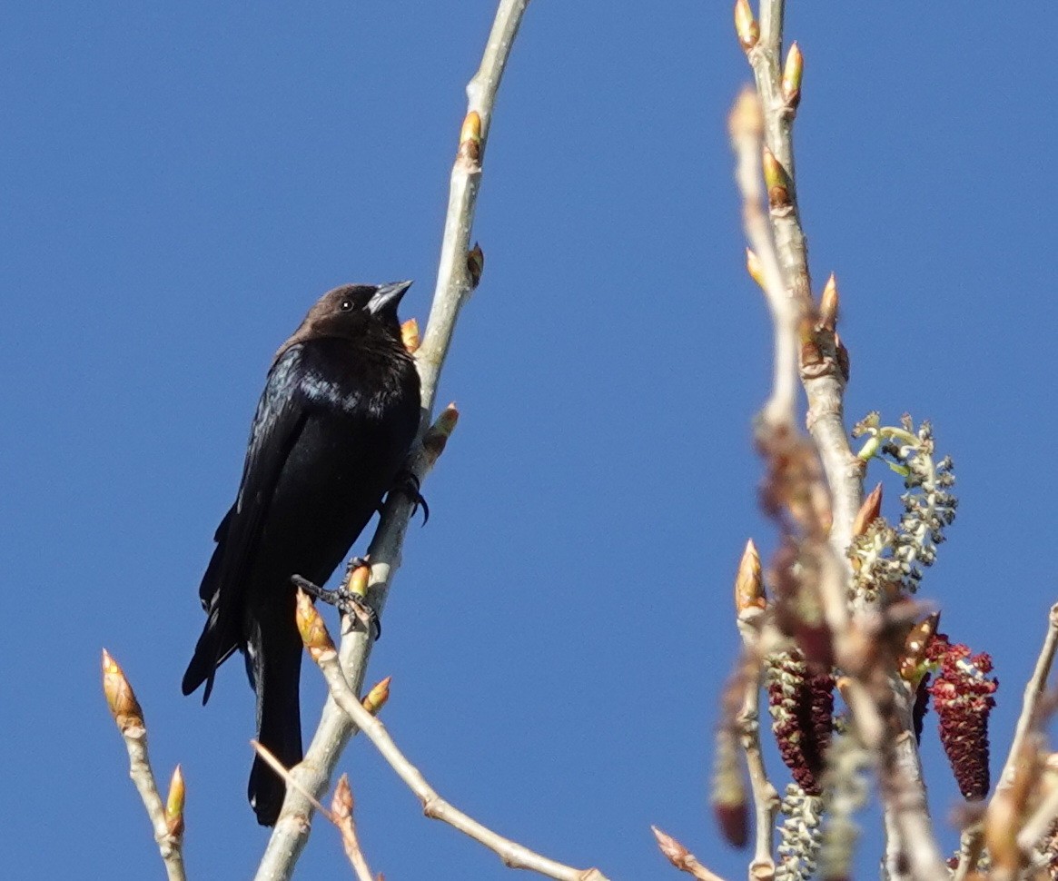 Brown-headed Cowbird - Doug Swartz