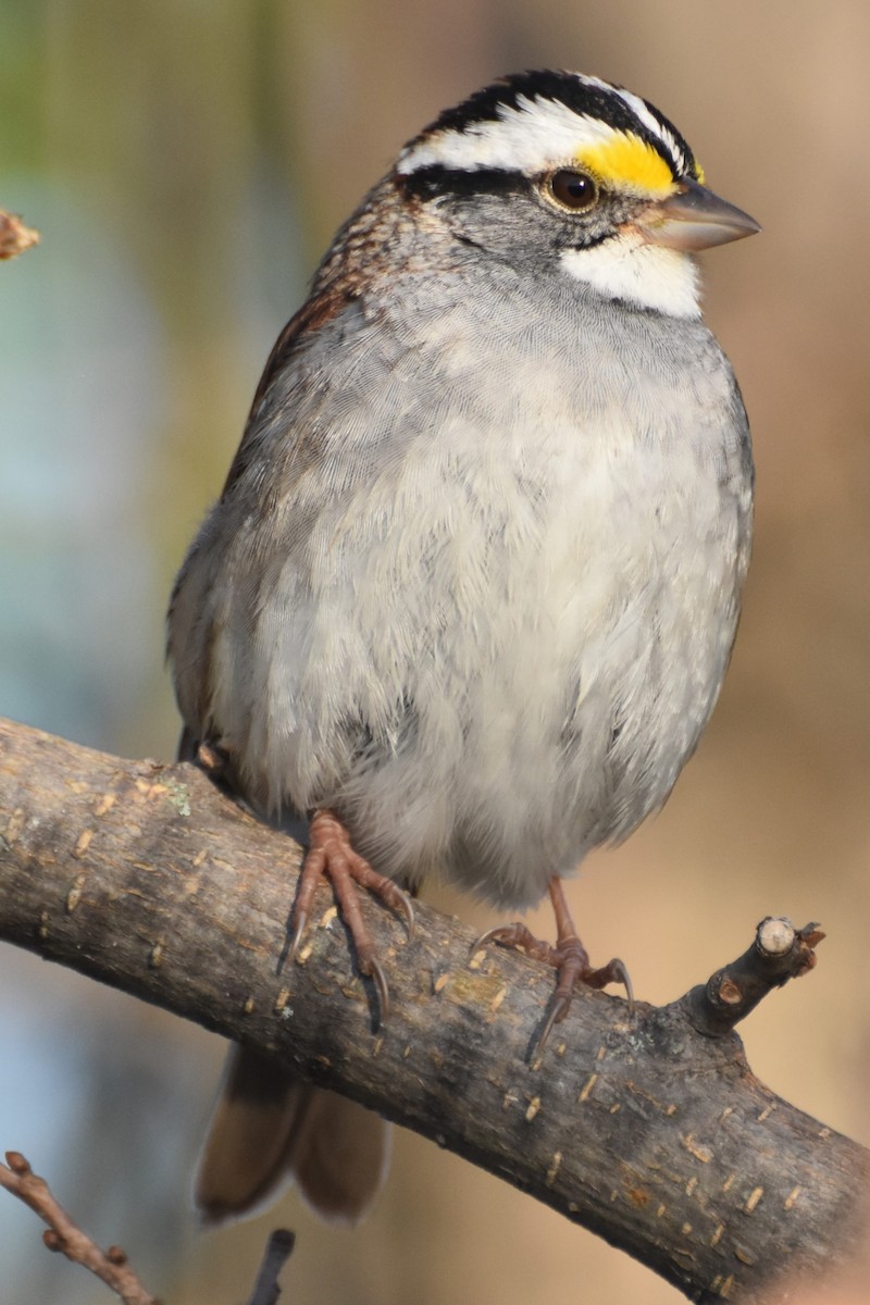 White-throated Sparrow - ML618028468