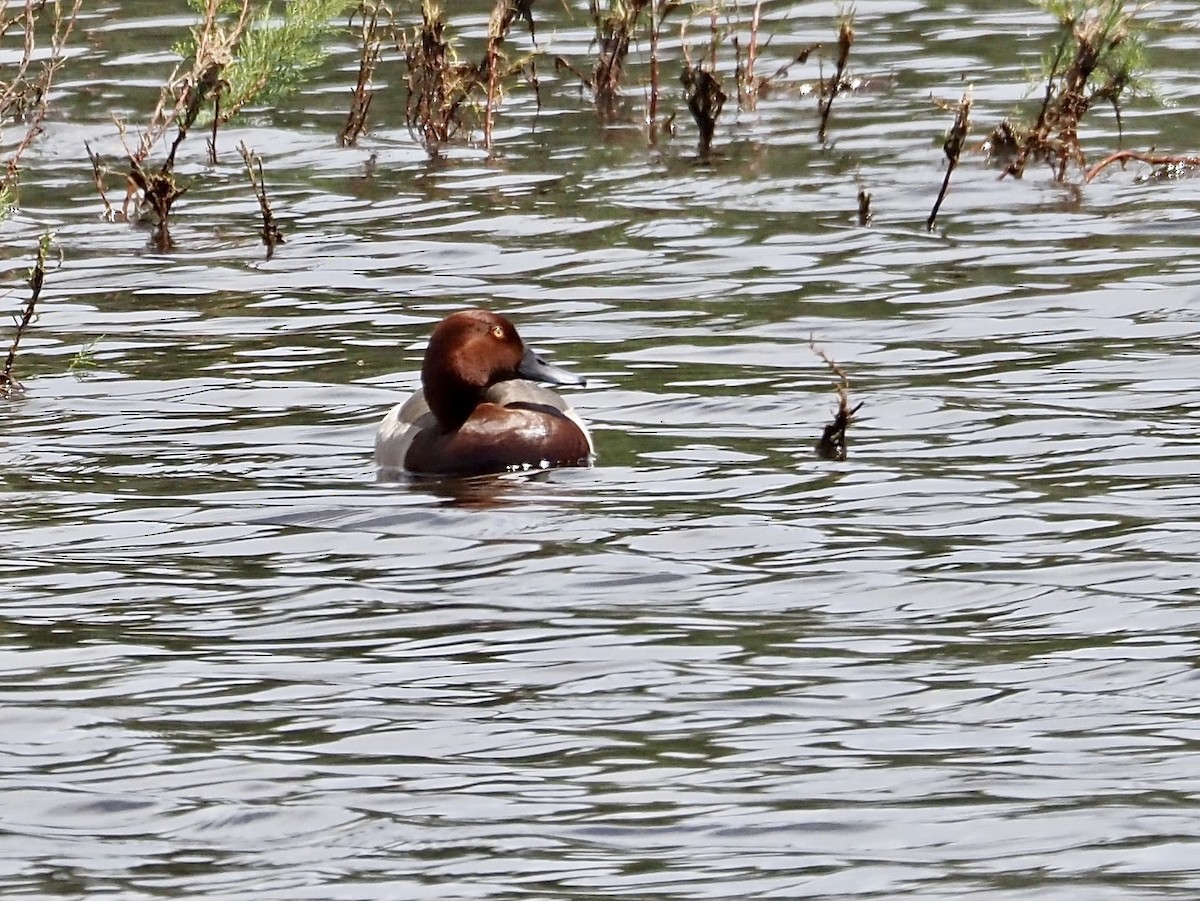 Common Pochard x Ferruginous Duck (hybrid) - ML618028472