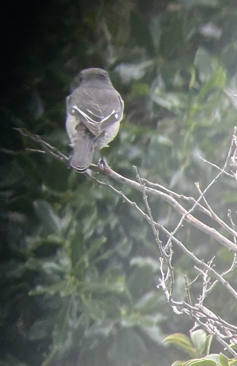 Fiscal Flycatcher - Marjorie Rapp