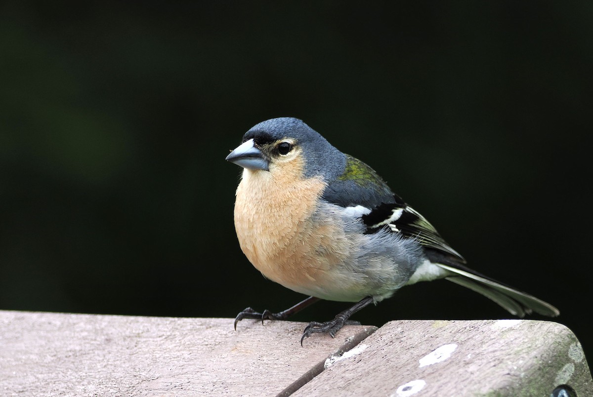 Azores Chaffinch - ML618028508