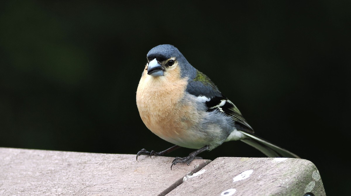 Azores Chaffinch - steve b