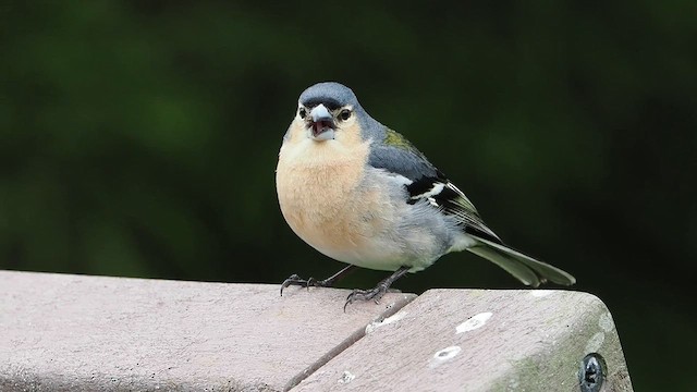 Azores Chaffinch - ML618028510