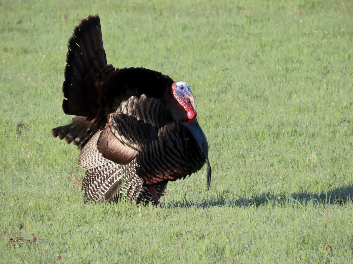 Wild Turkey - ML618028520