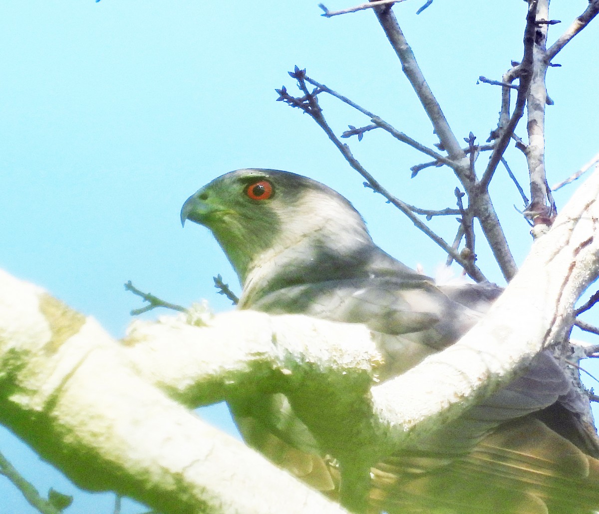 Cooper's Hawk - Sharon Dewart-Hansen