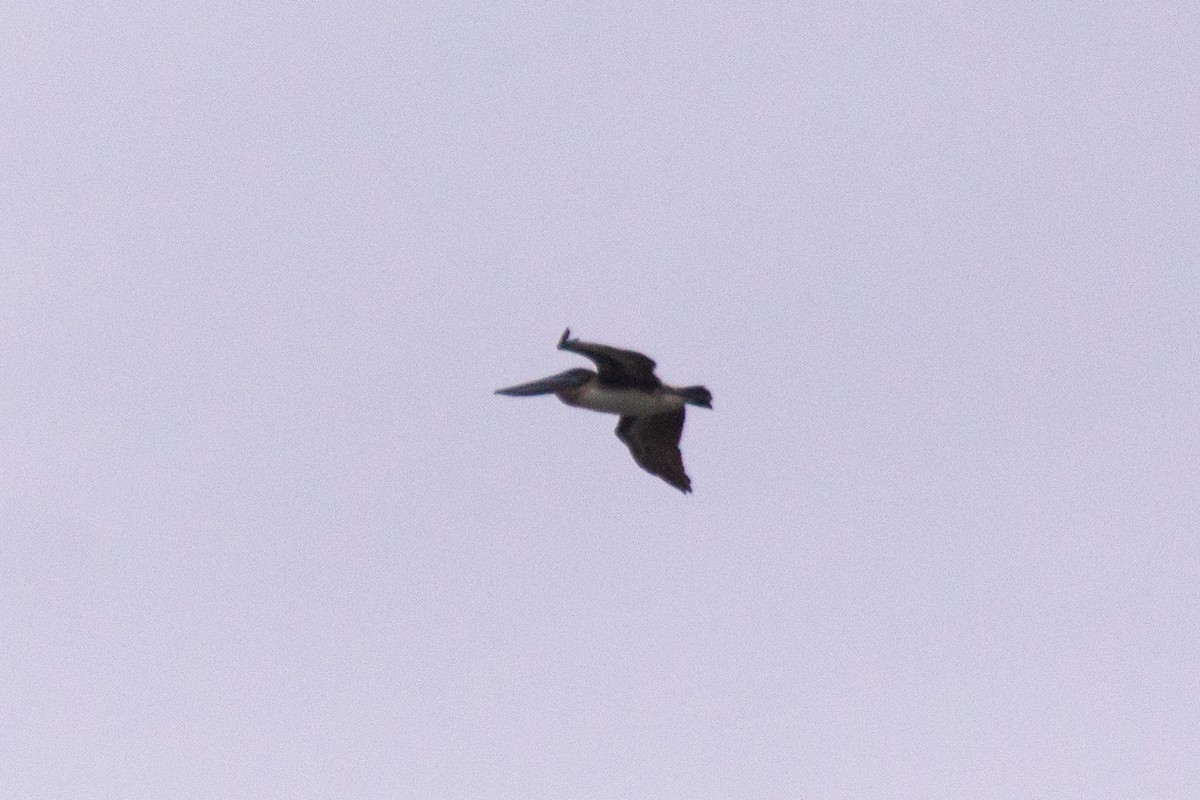 Brown Pelican - Eaton Ekarintaragun