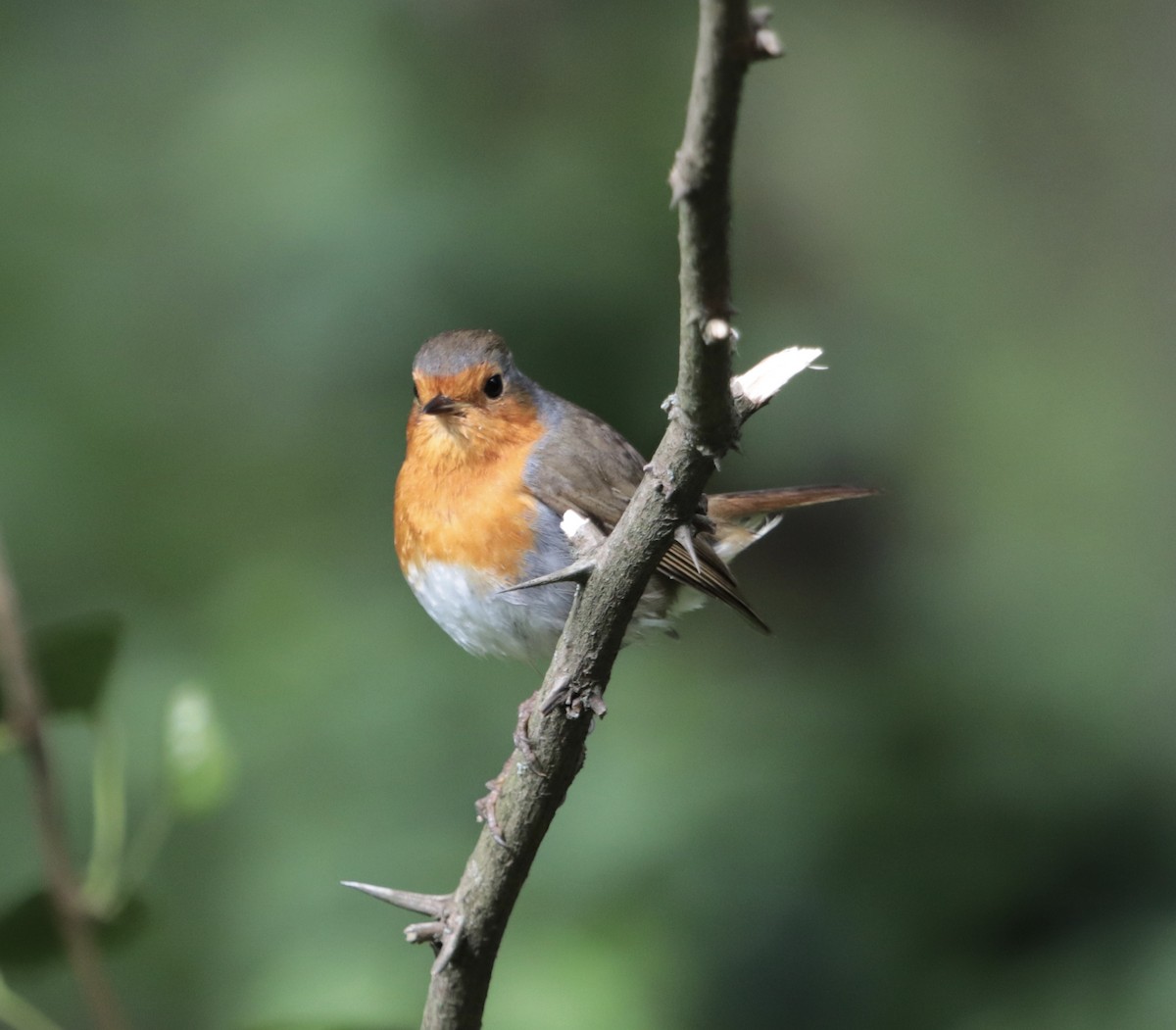 European Robin - ML618028551