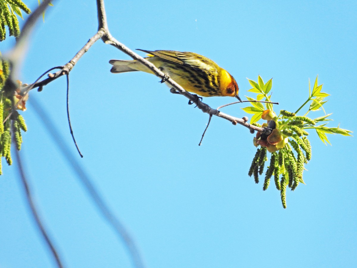 Cape May Warbler - Sharon Dewart-Hansen