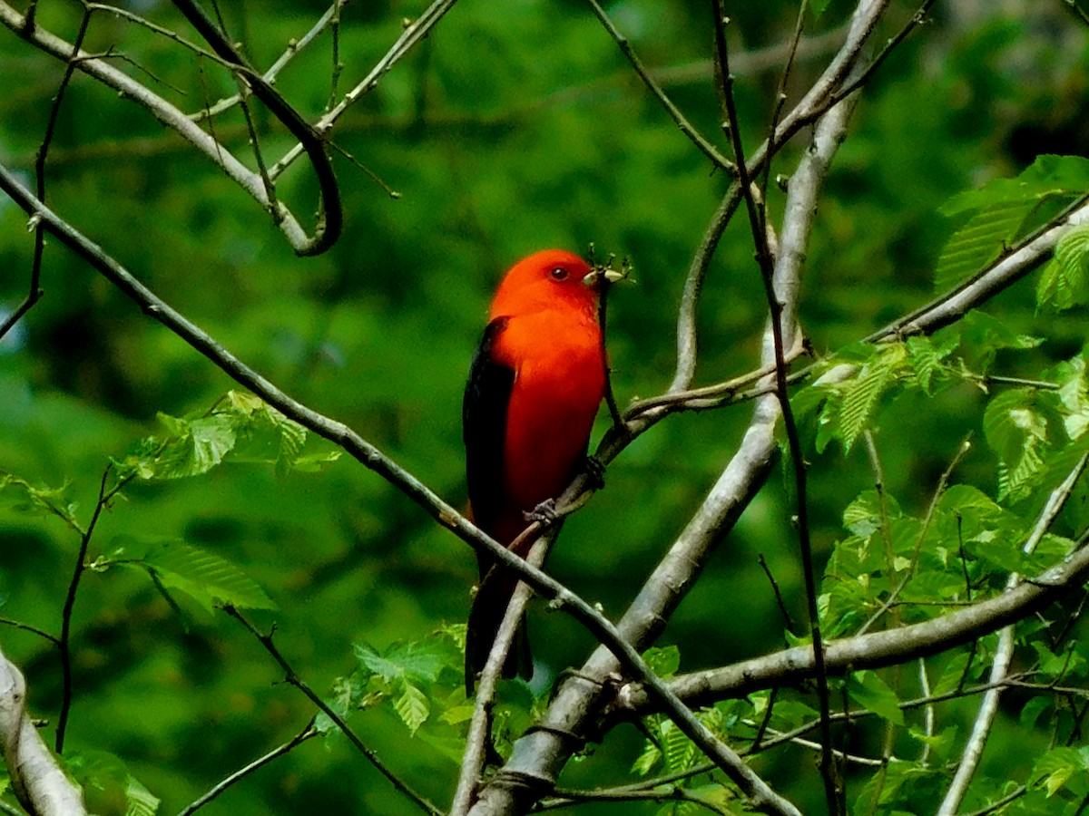 Scarlet Tanager - ML618028578