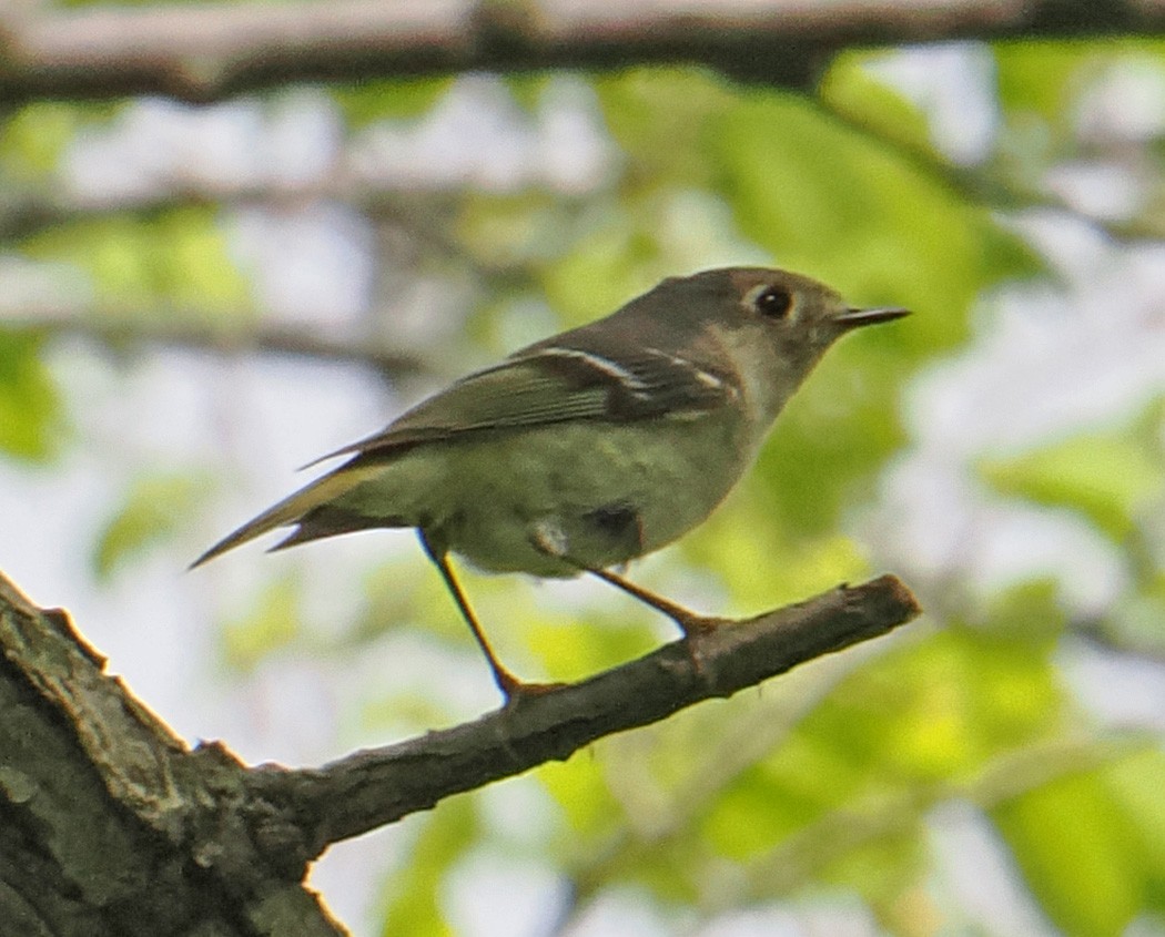 Roitelet à couronne rubis - ML618028606