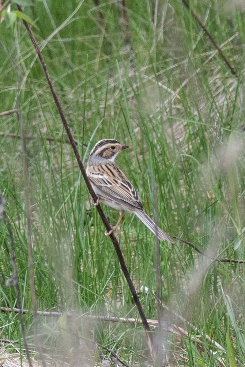 Clay-colored Sparrow - ML618028612
