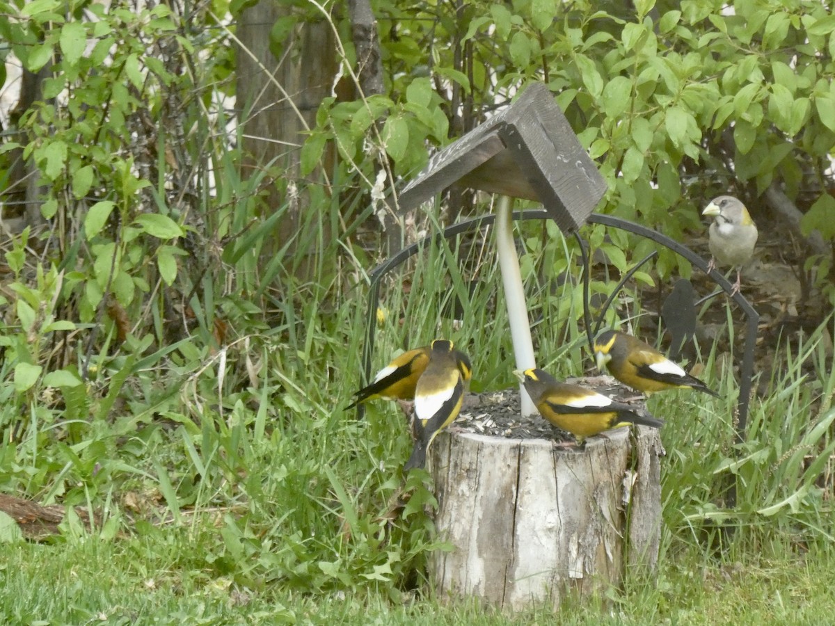 Evening Grosbeak - ML618028621