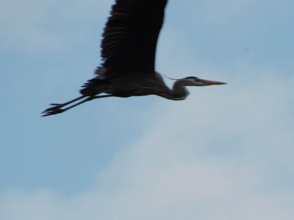 Great Blue Heron - ML618028627