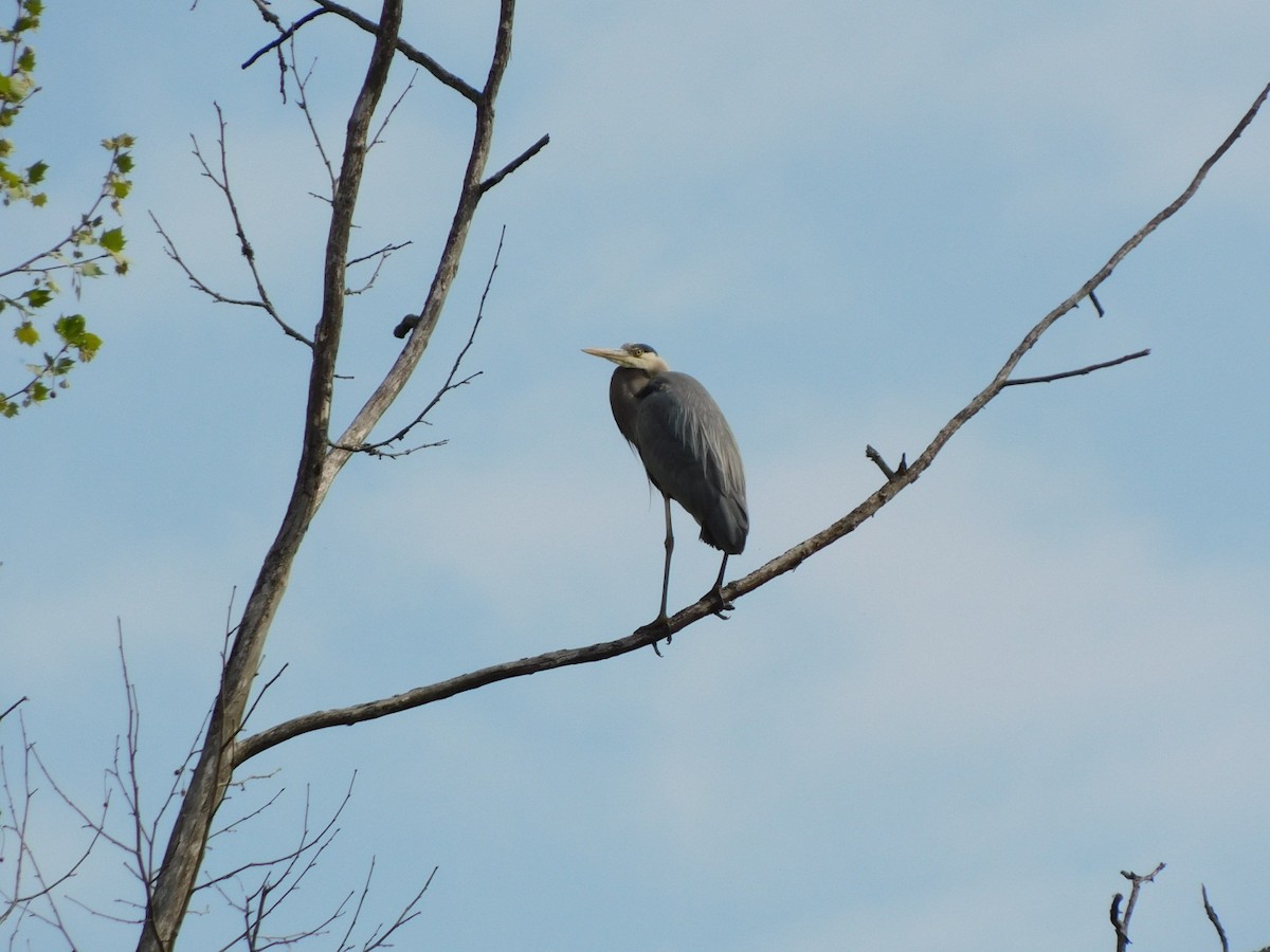 Great Blue Heron - ML618028628