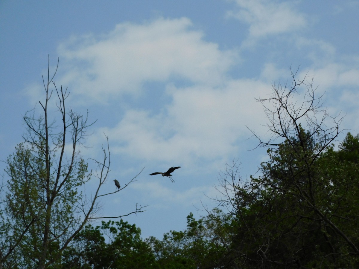 Great Blue Heron - ML618028629