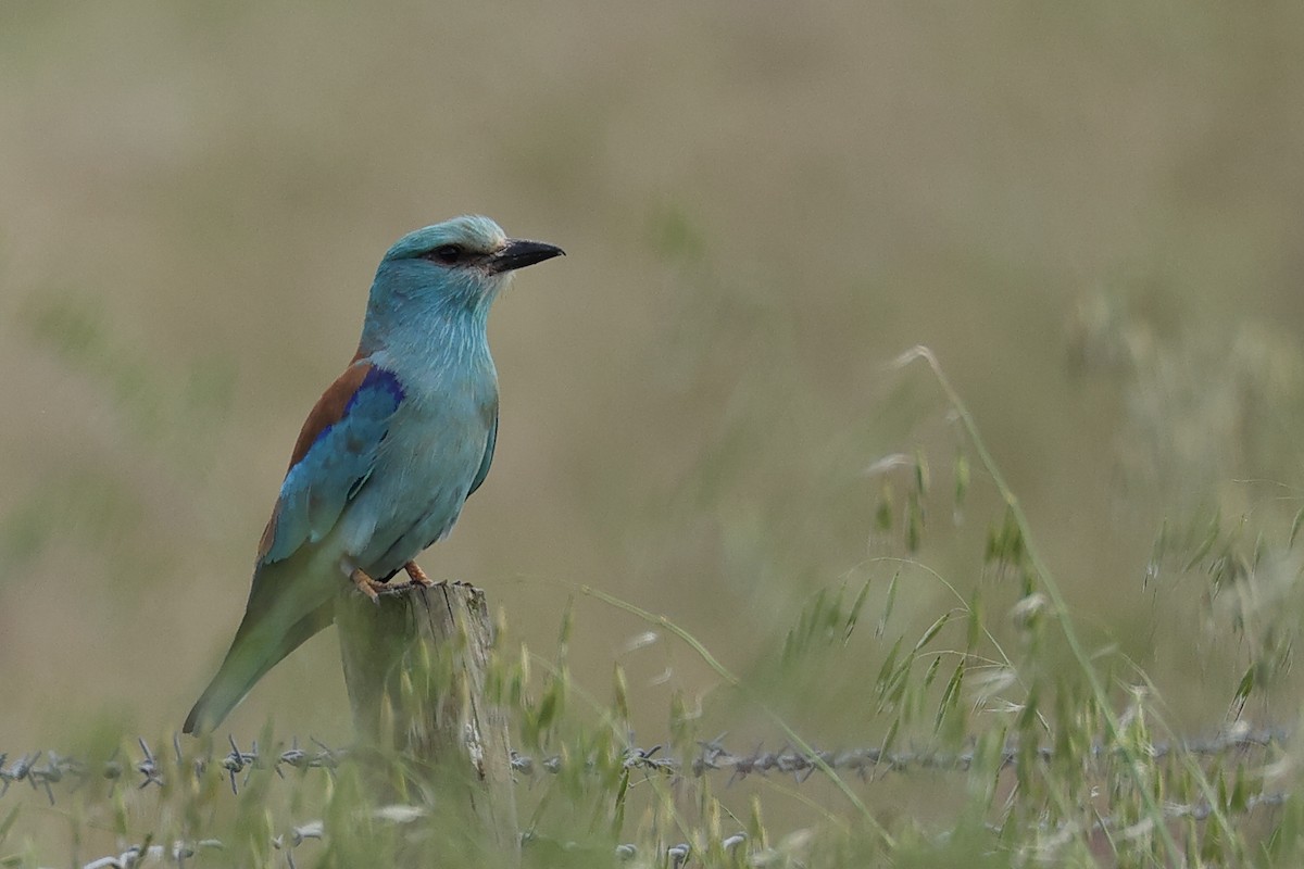 European Roller - Jose Leal