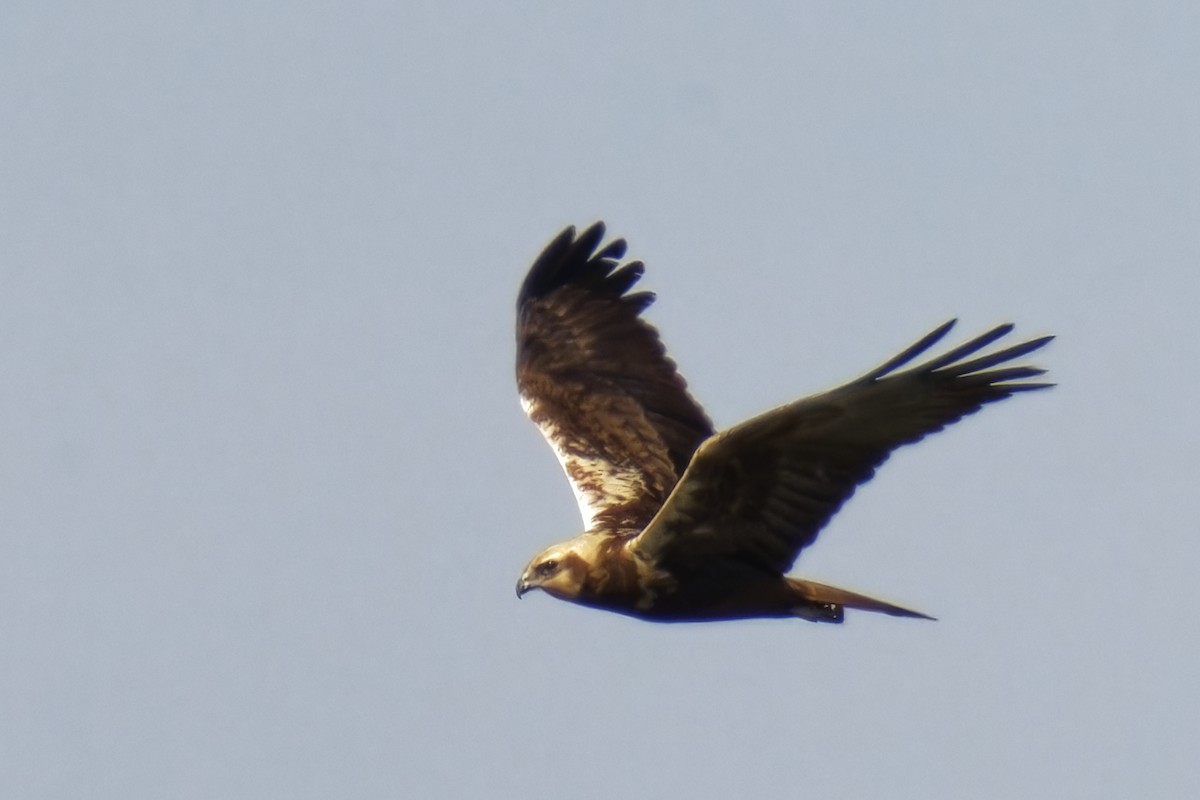 Western Marsh Harrier - ML618028634