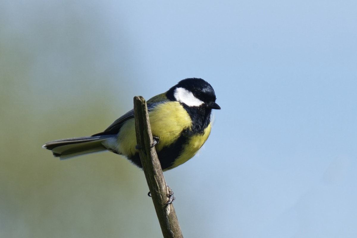 Mésange charbonnière - ML618028668