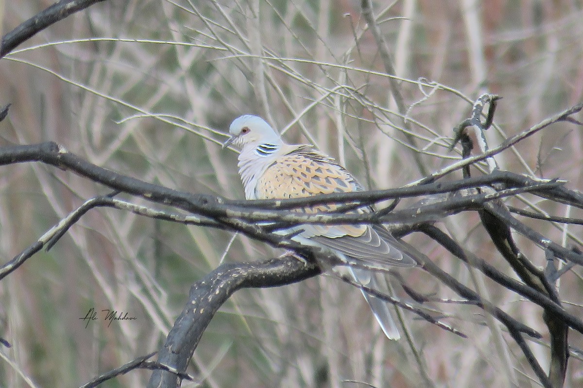 European Turtle-Dove - ML618028670