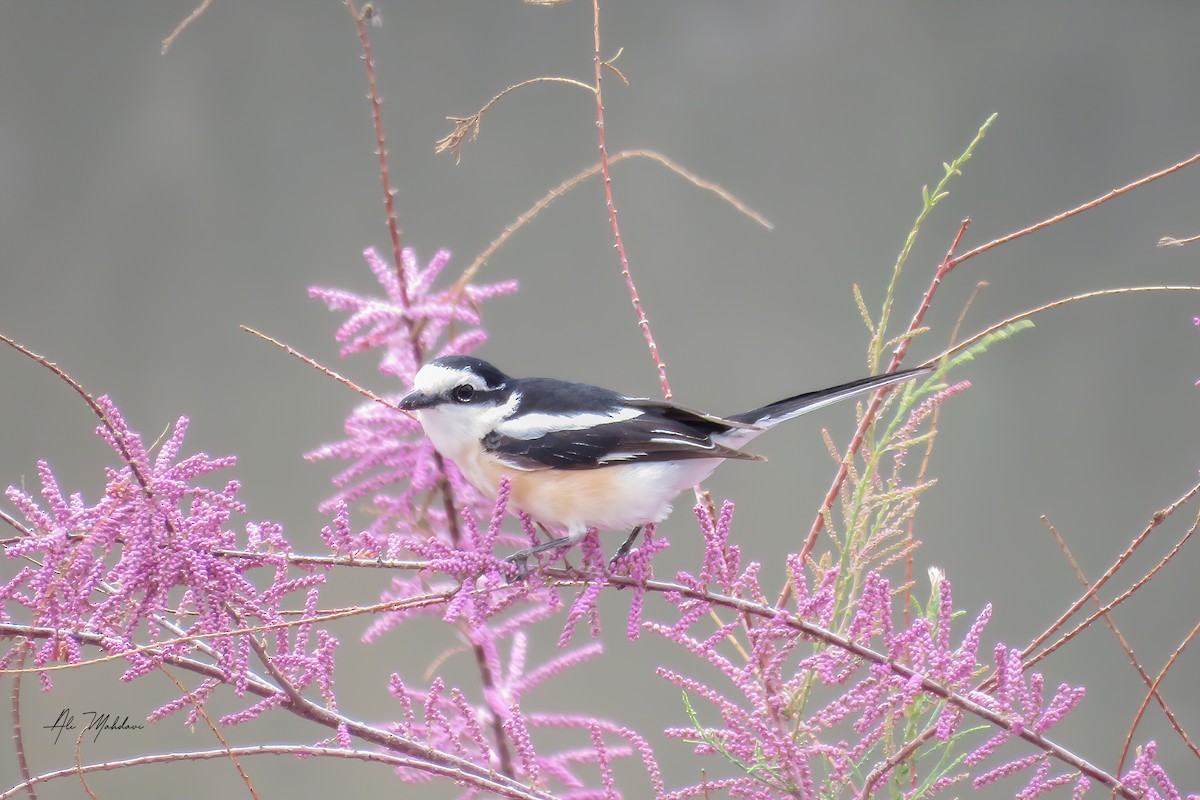 Masked Shrike - ML618028683