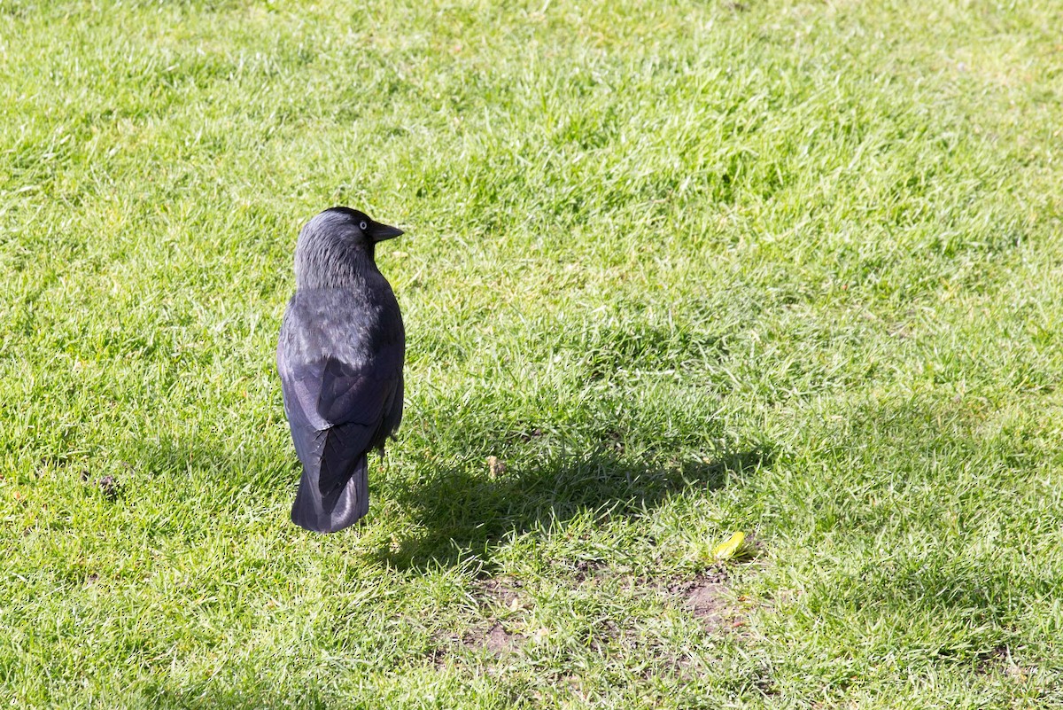 Eurasian Jackdaw - ML618028696