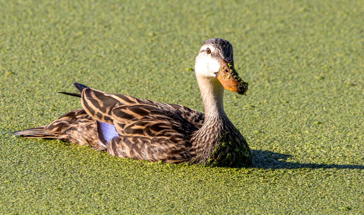 Mottled Duck - ML618028706