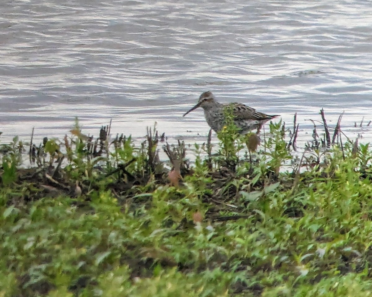 Stilt Sandpiper - ML618028711