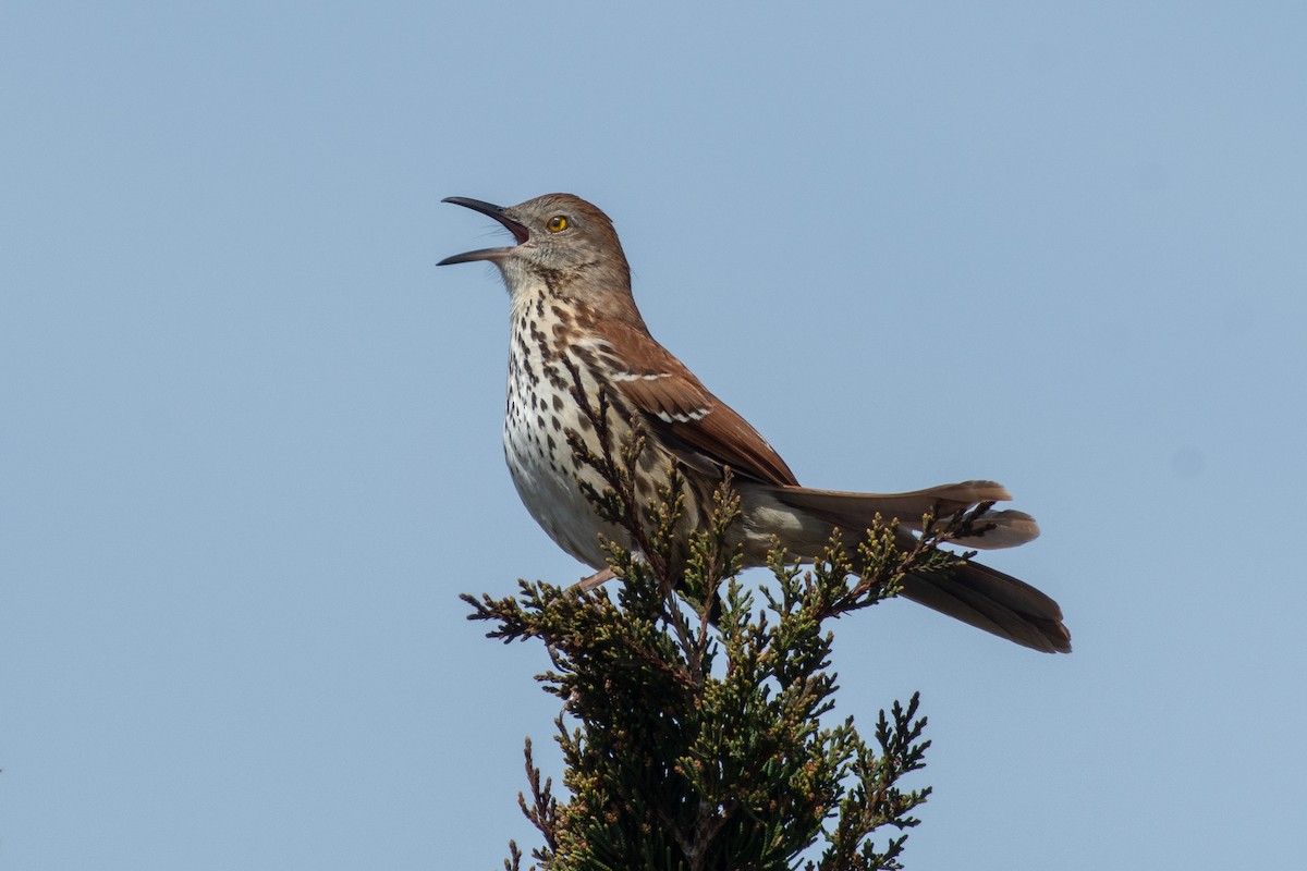 Brown Thrasher - Cody Limber