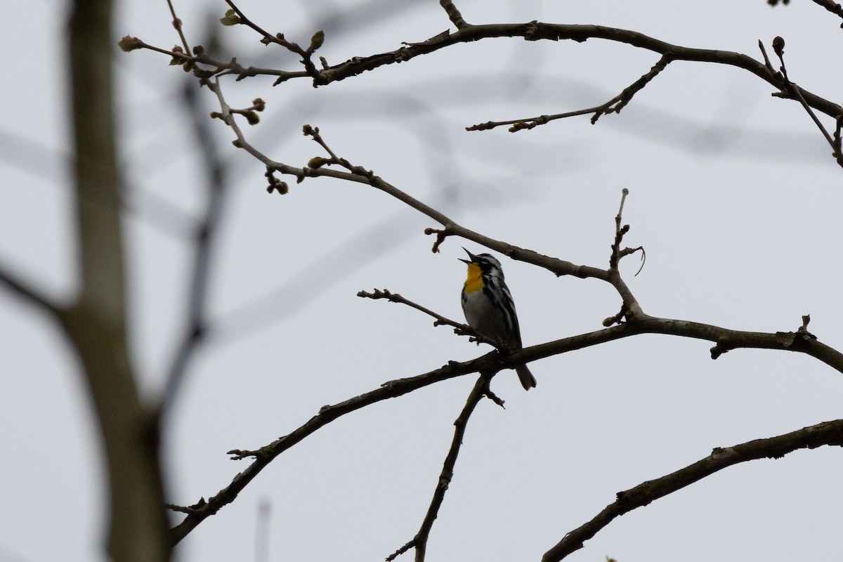 Yellow-throated Warbler - Aaron Kuiper