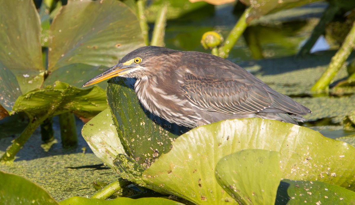 Green Heron - ML618028840