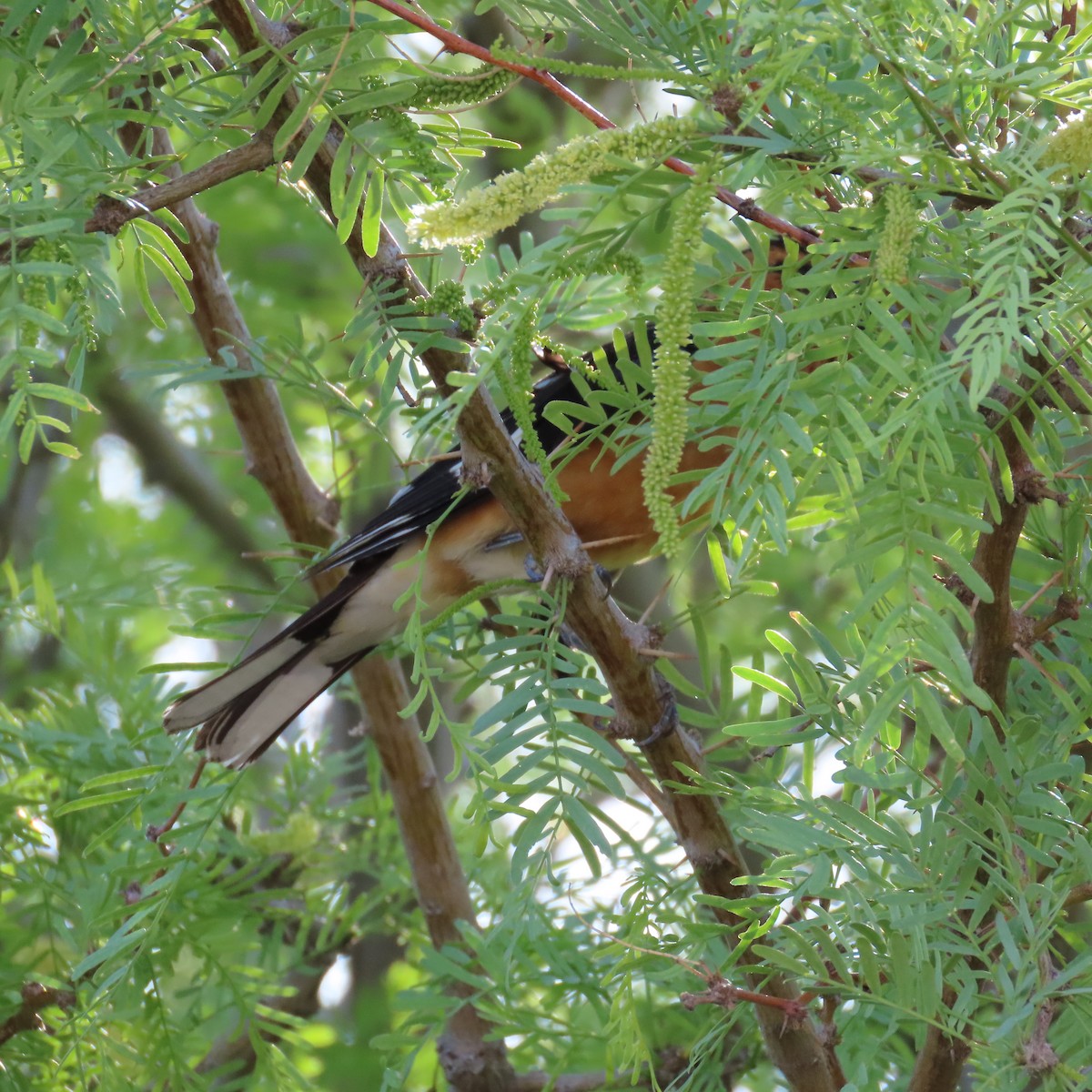 Black-headed Grosbeak - Robert Theriault