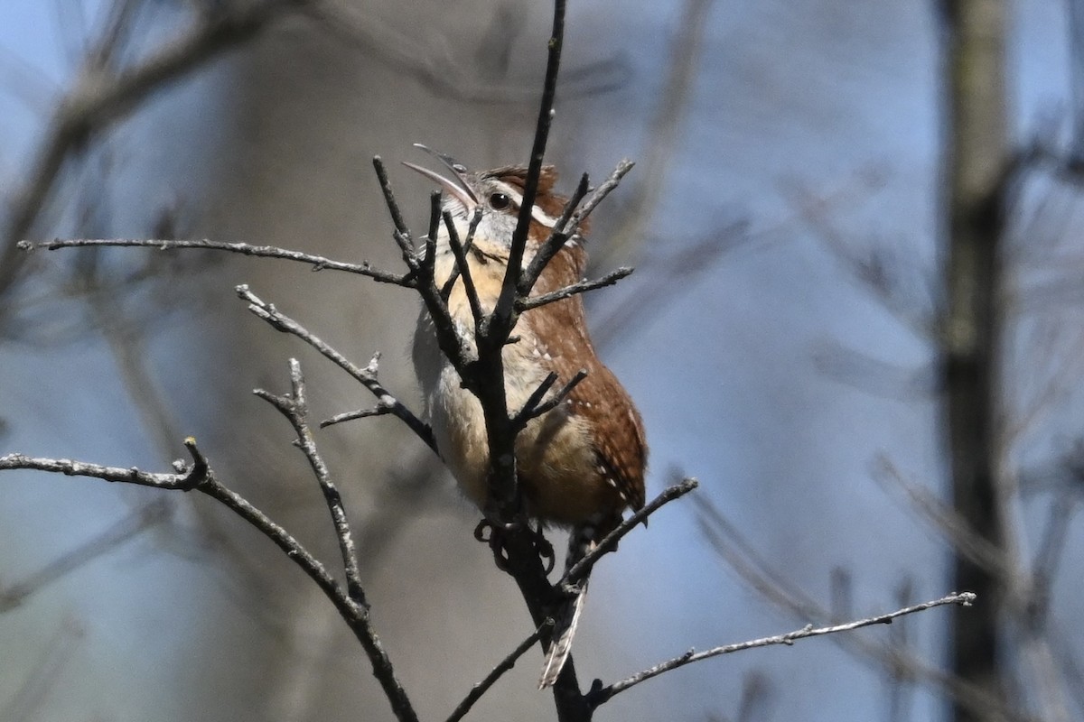 Carolina Wren - ML618028870