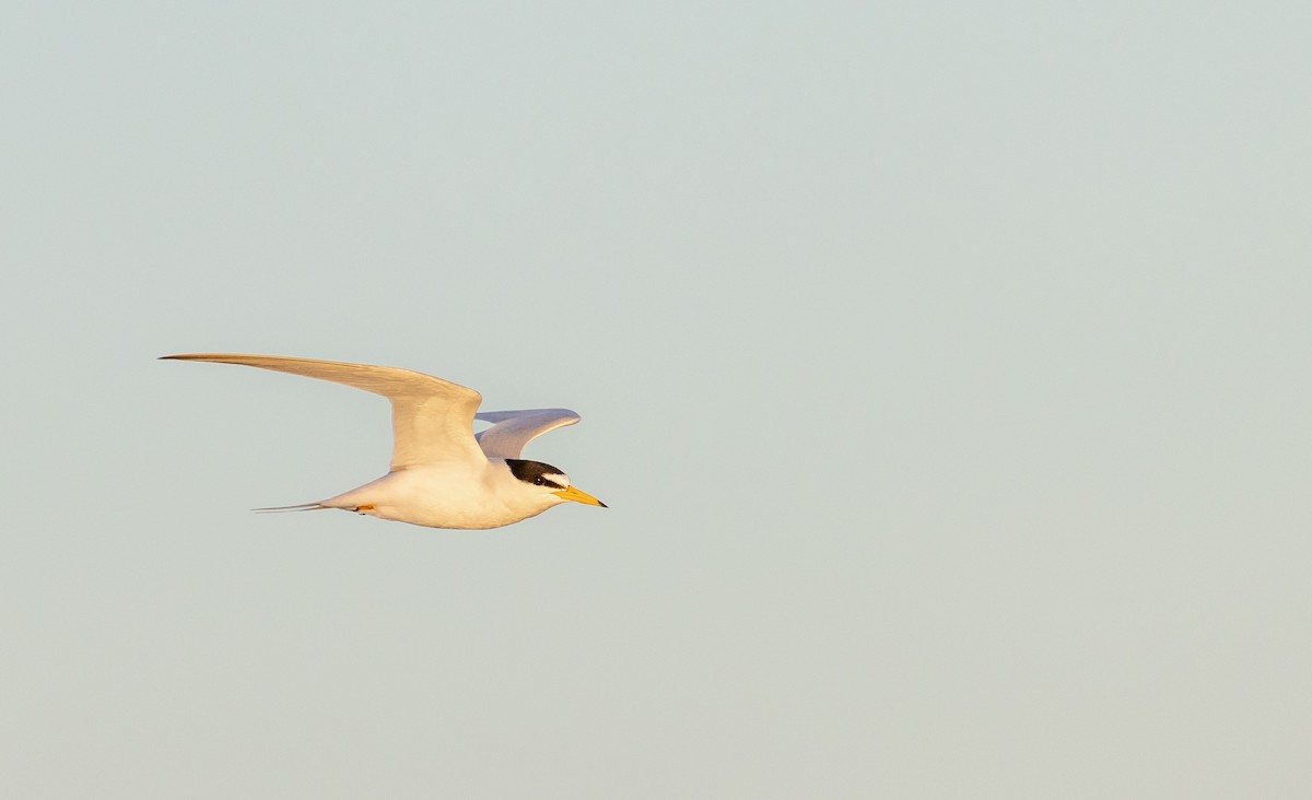 Least Tern - ML618028885