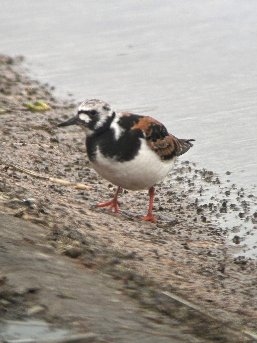 Ruddy Turnstone - Dave  Lowe