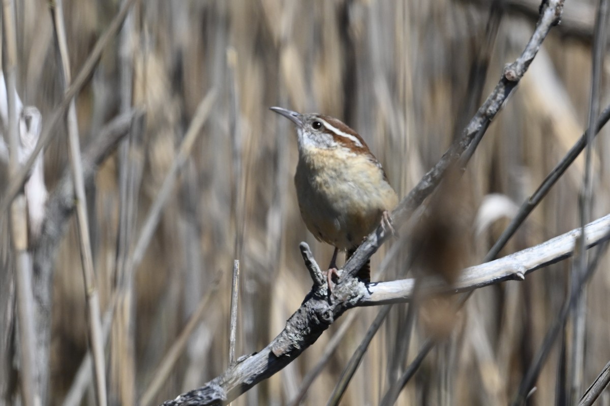Carolina Wren - ML618028900