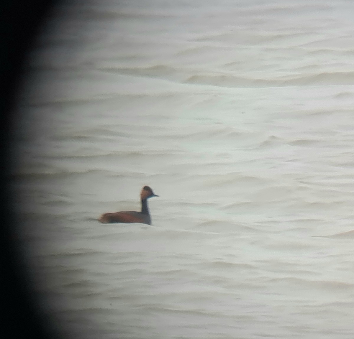 Eared Grebe - ML618028902