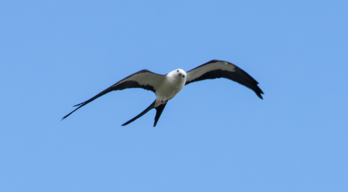 Swallow-tailed Kite - ML618028903