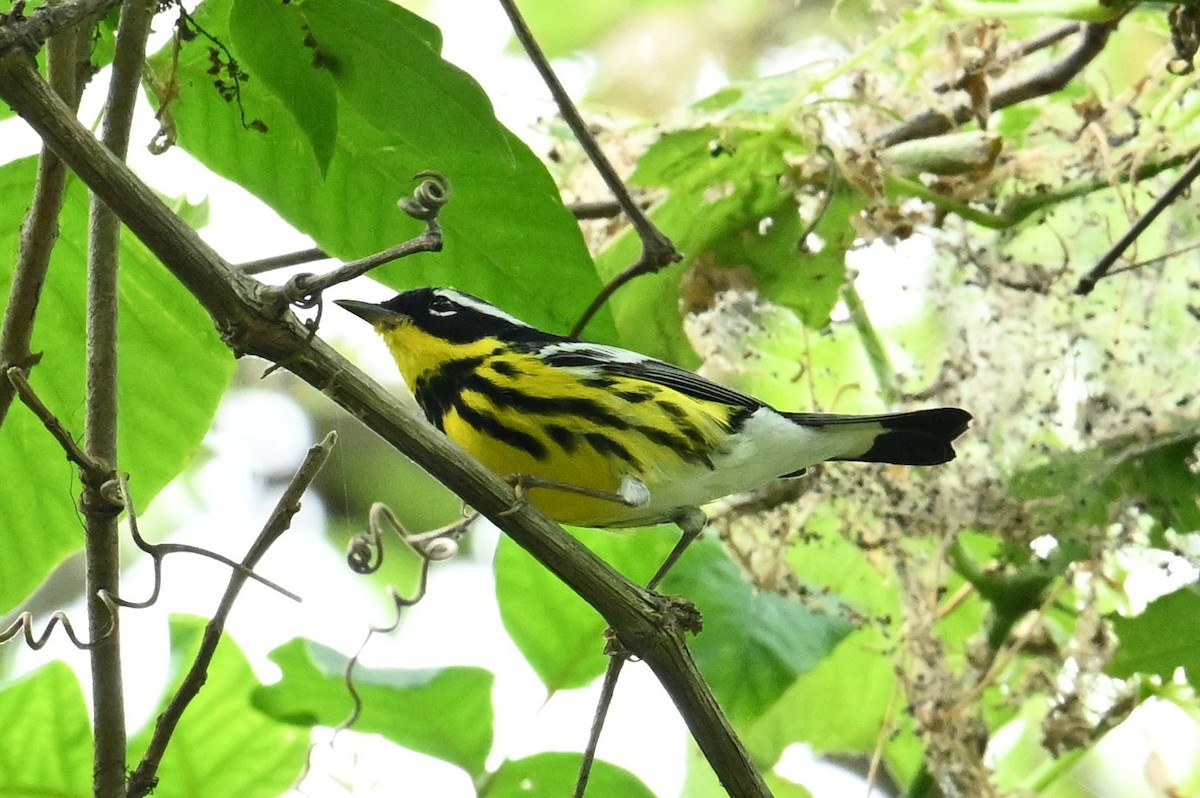 Magnolia Warbler - Gary Yoder