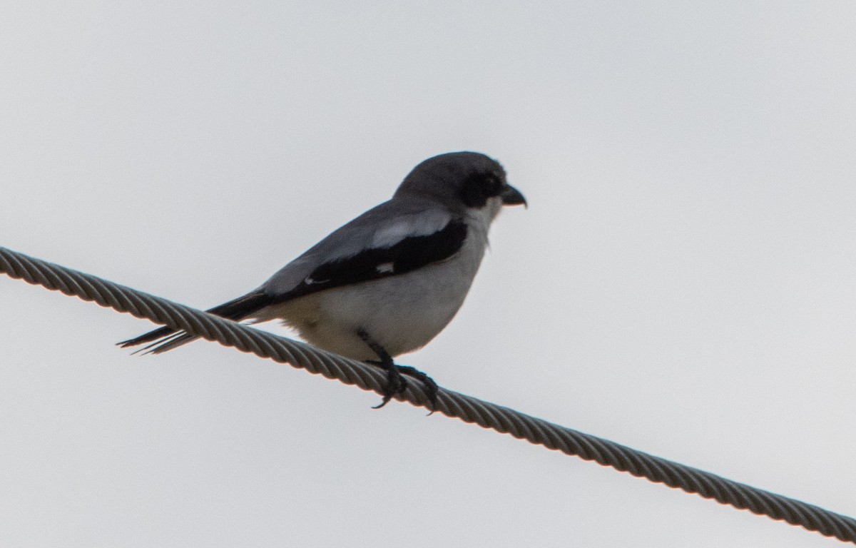 Loggerhead Shrike - Marni Tartack