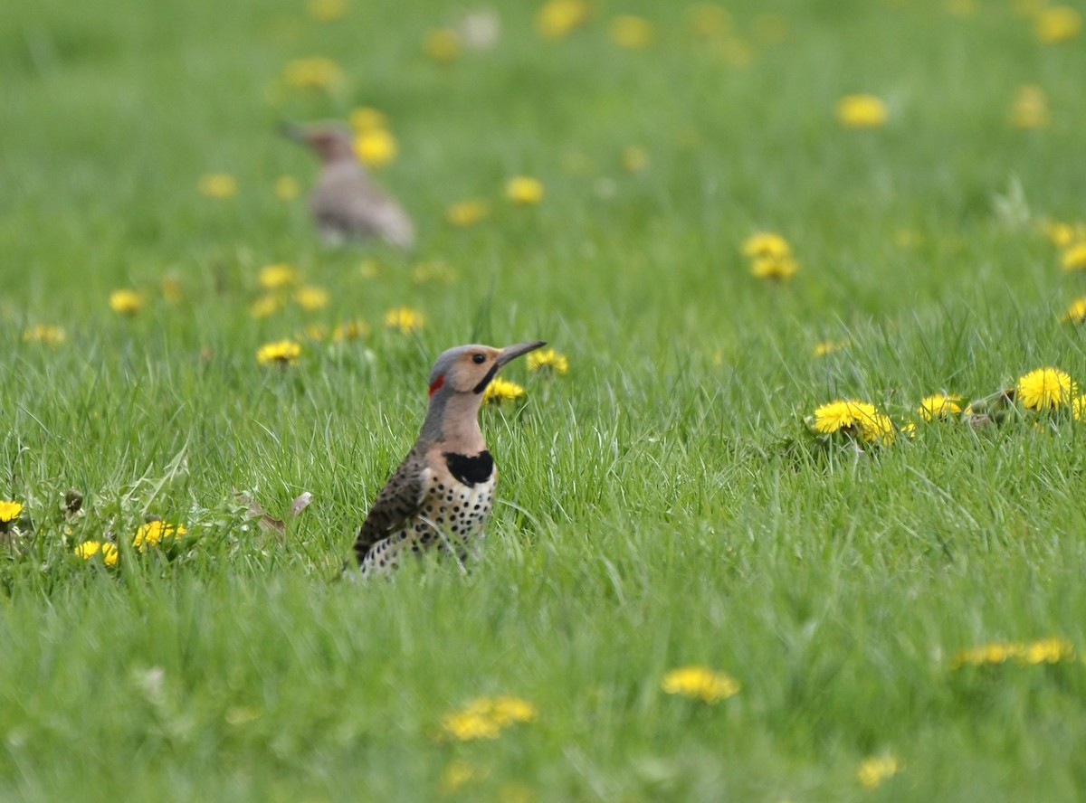 Northern Flicker - ML618028953