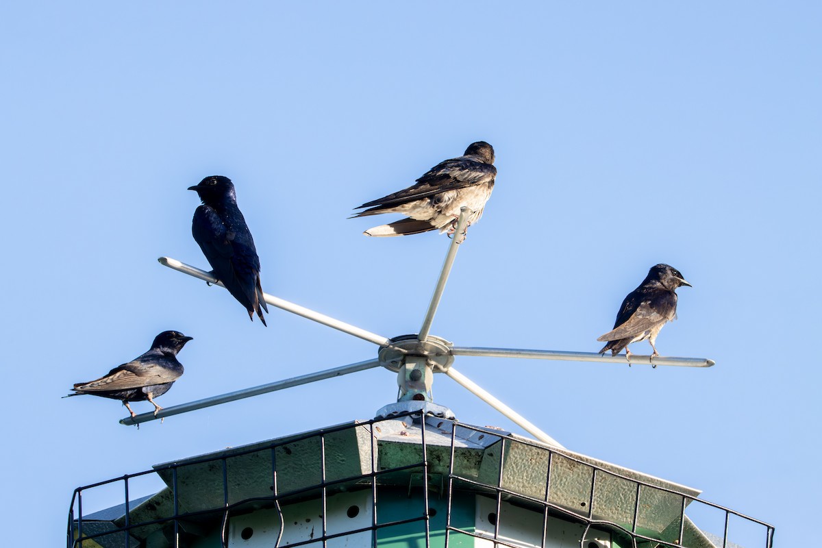 Purple Martin - ML618028962