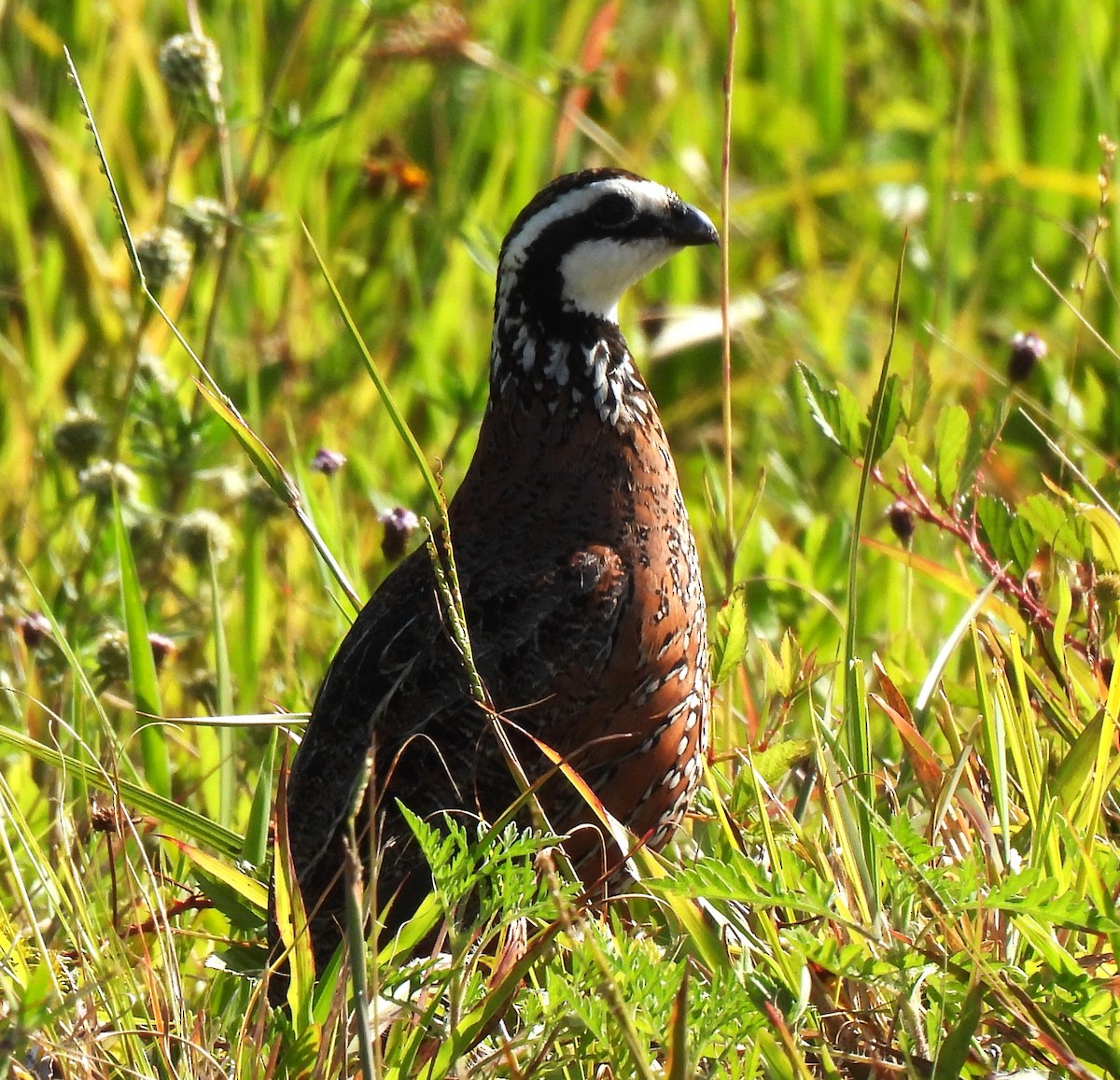 Northern Bobwhite - ML618028963