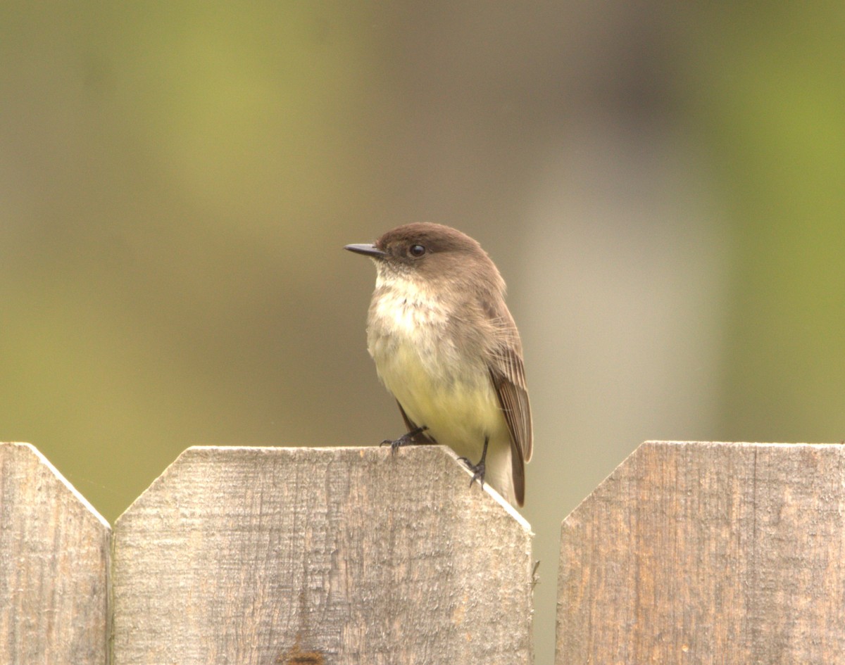 Eastern Phoebe - Greg Sloan