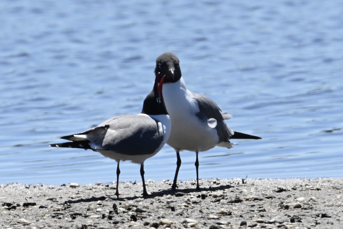 שחף צוחק - ML618028985