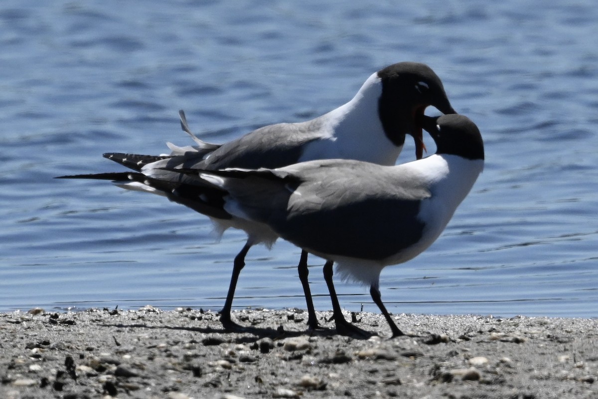 שחף צוחק - ML618028986
