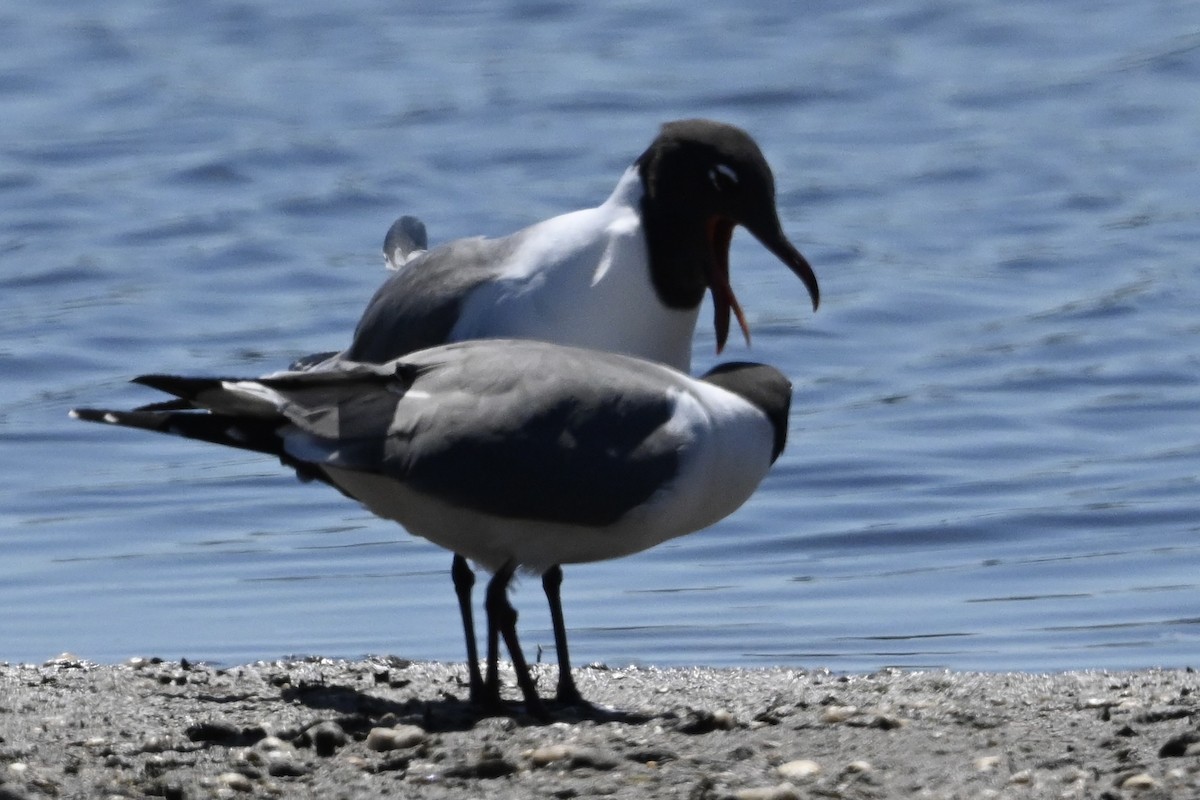 שחף צוחק - ML618028987