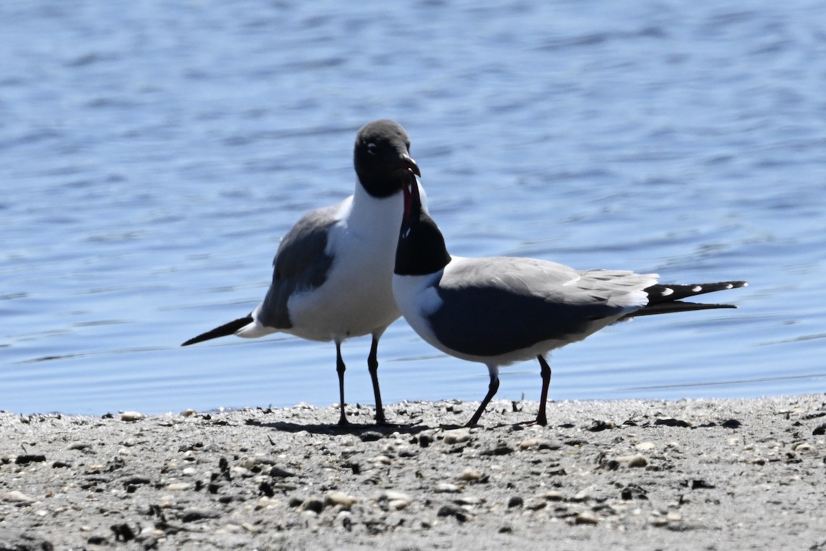 שחף צוחק - ML618028988