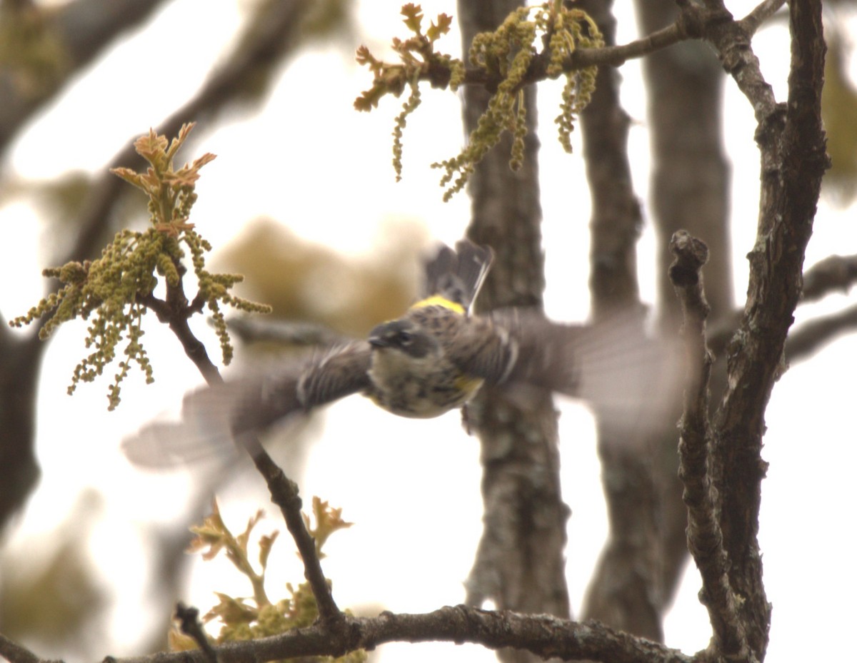 Yellow-rumped Warbler - Greg Sloan