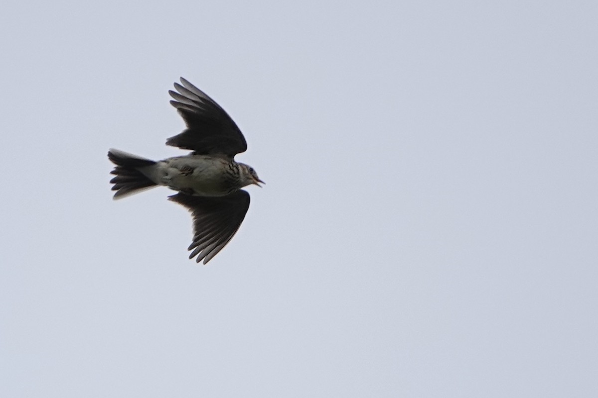 Eurasian Skylark - ML618029028